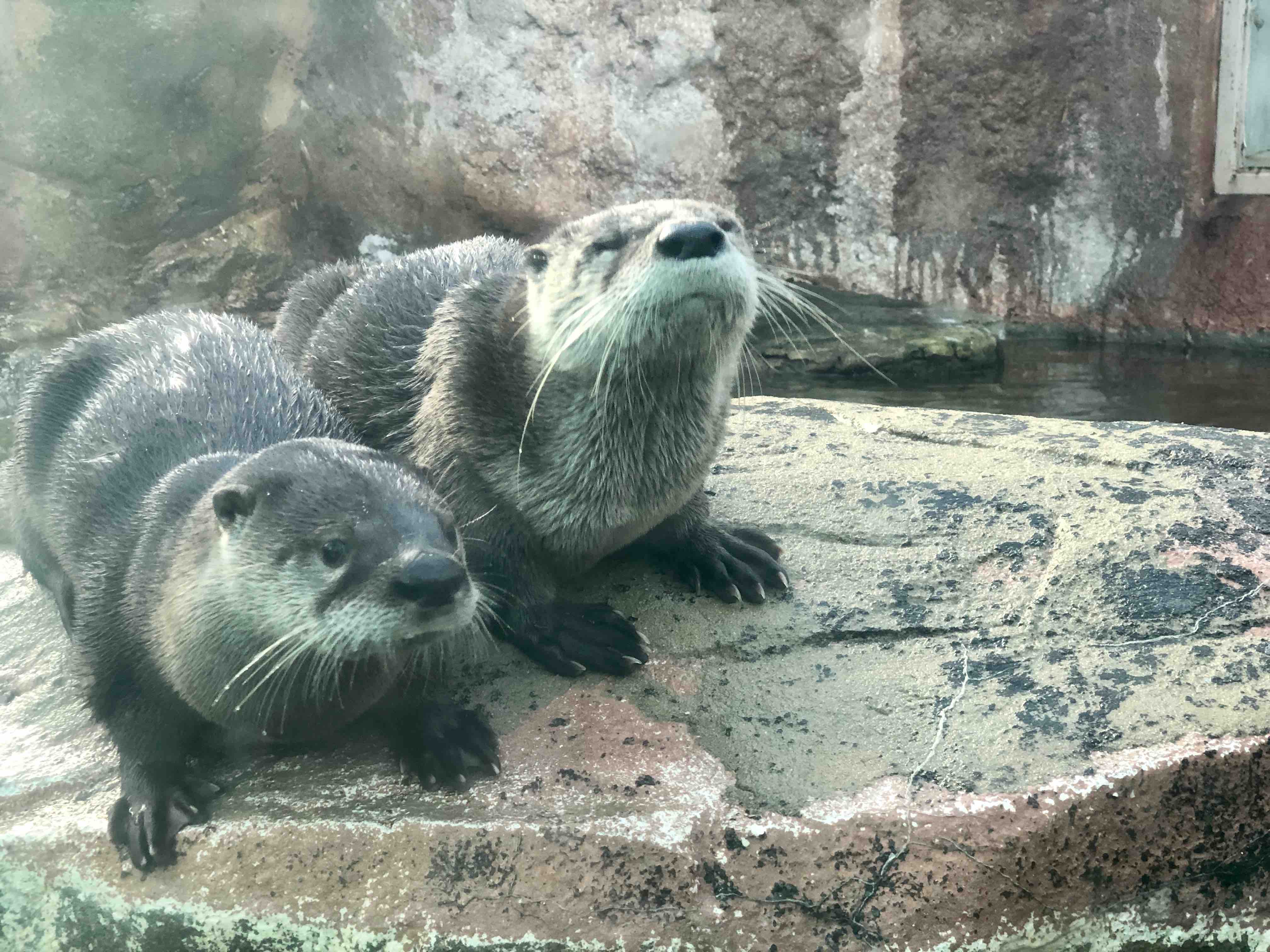 Olive, Kaleideum’s Newest River Otter, Passes Away
